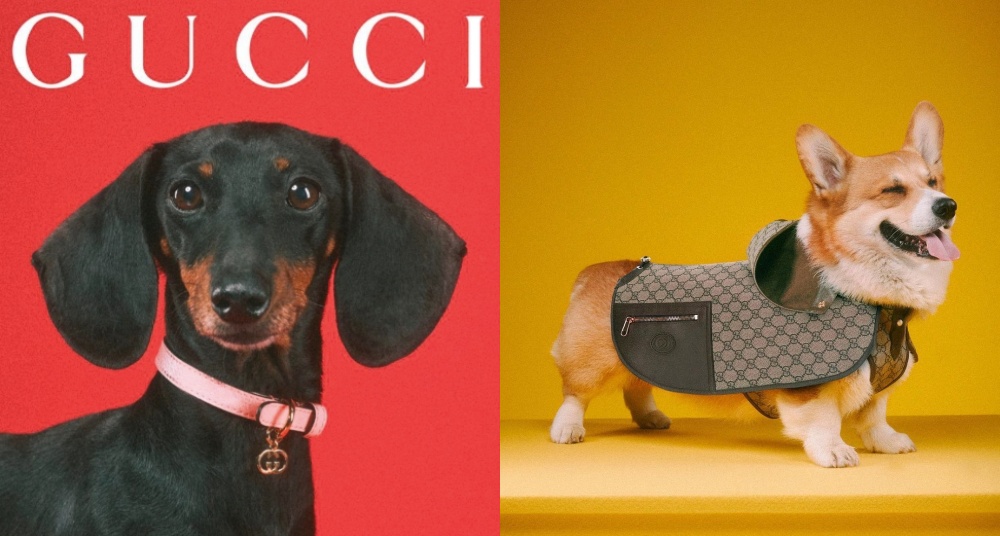 寵物Polo衫太時髦！Gucci 全新寵物系列，雙GG項圈、老花外出提袋還有專屬訂製沙發～